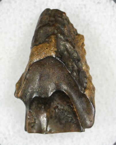 Triceratops Shed Tooth - Montana #20548